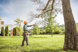 Professional Tree Removal and Landscaping Services in Beaver Falls, PA